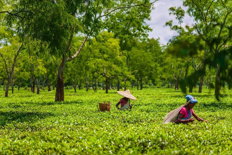 Assam: FDI & Innovation Corridor Overview